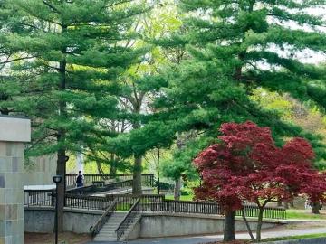 fir trees near Adams Library